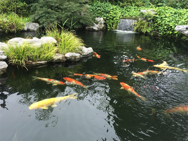 舟山锦鲤鱼池