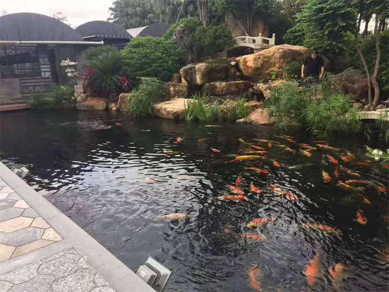 舟山锦鲤鱼池